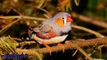 صدای ترافیک پرندگان را پیر می‌کند